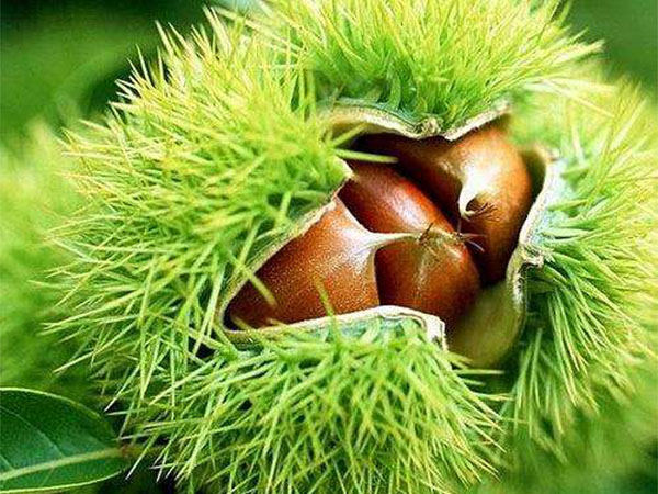 板栗的种植范围介绍
