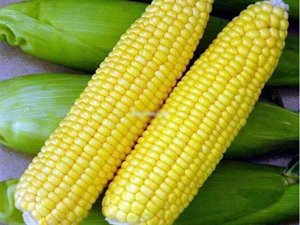 即食玉米是转基因食品吗